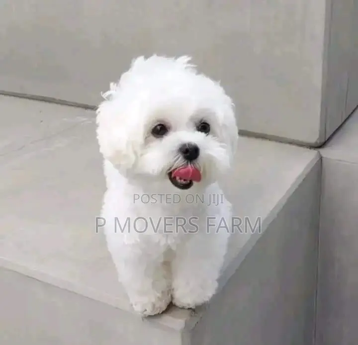 1-3 months Male Purebred Poodle
