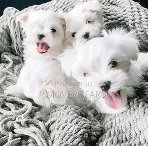 1-3 months Male Purebred Lhasa Apso