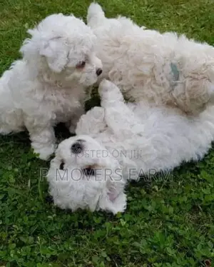 1-3 months Male Purebred Lhasa Apso