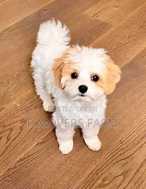 1-3 months Male Purebred Poodle