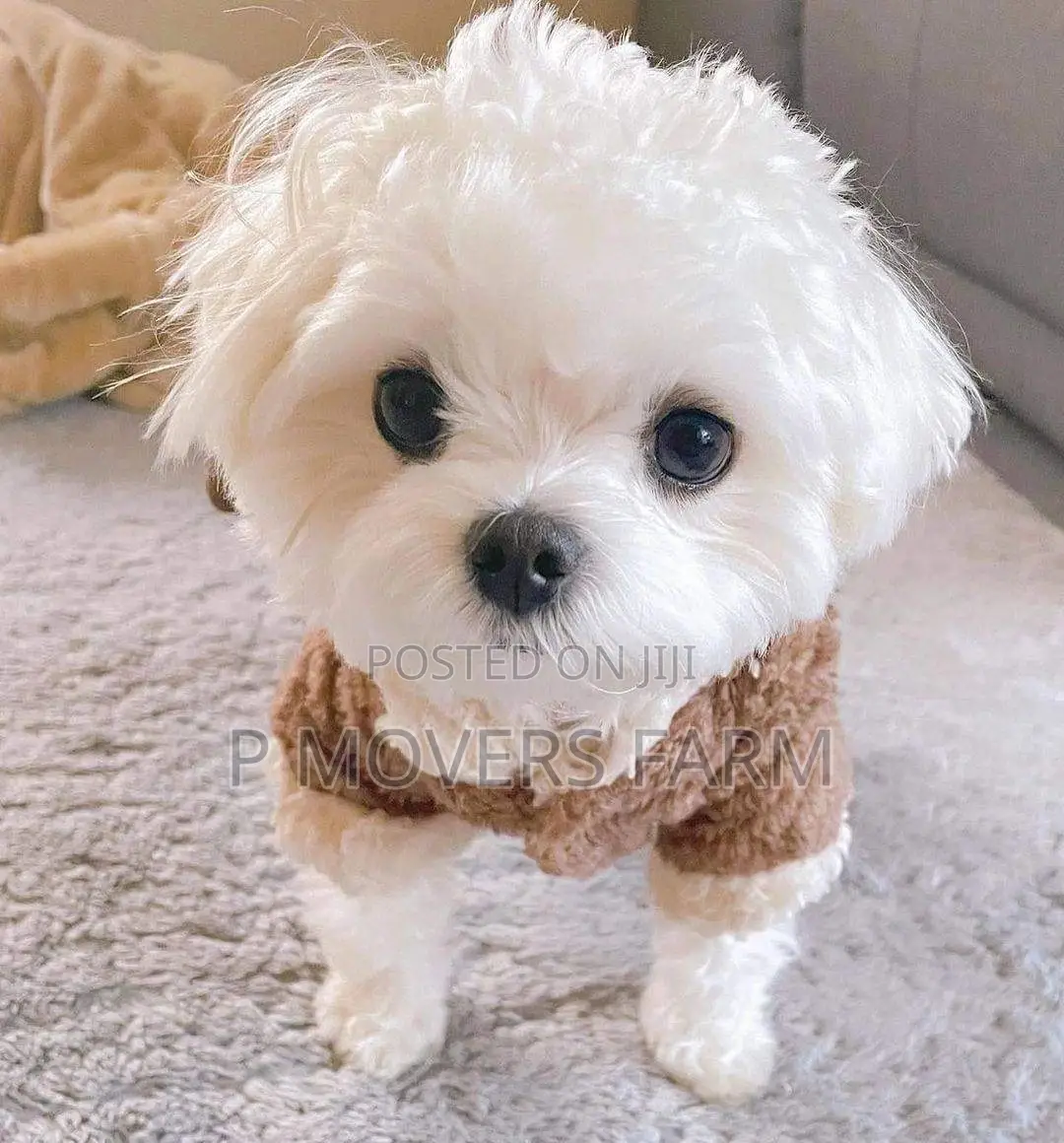 1-3 months Male Purebred Maltese