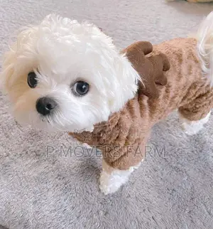 1-3 months Male Purebred Maltese