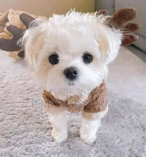 1-3 months Male Purebred Maltese