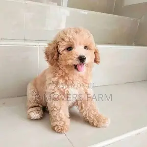 1-3 months Male Purebred Poodle