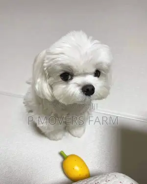 1-3 months Male Purebred Maltese