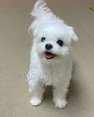 1-3 months Male Purebred Maltese