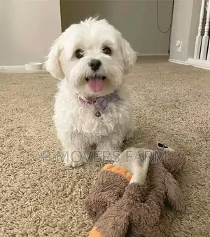 1-3 months Male Purebred Poodle