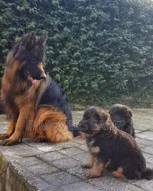 1-3 months Female Purebred German Shepherd