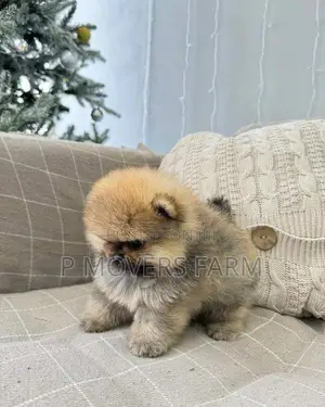 1-3 months Male Purebred Pomeranian