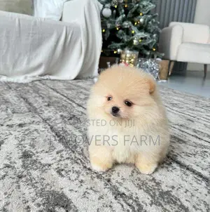 1-3 months Male Purebred Pomeranian
