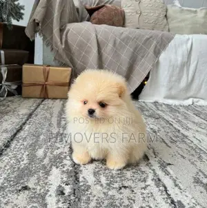 1-3 months Male Purebred Pomeranian