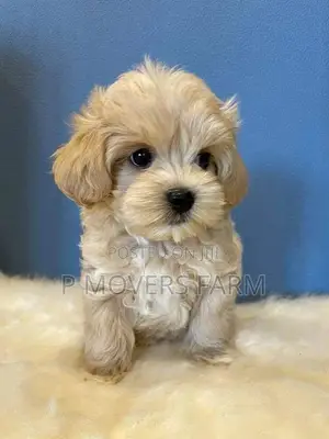 1-3 months Male Purebred Poodle