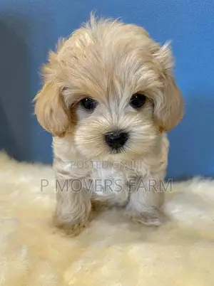 1-3 months Male Purebred Poodle
