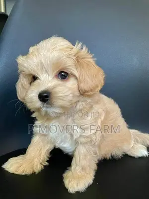 1-3 months Male Purebred Poodle
