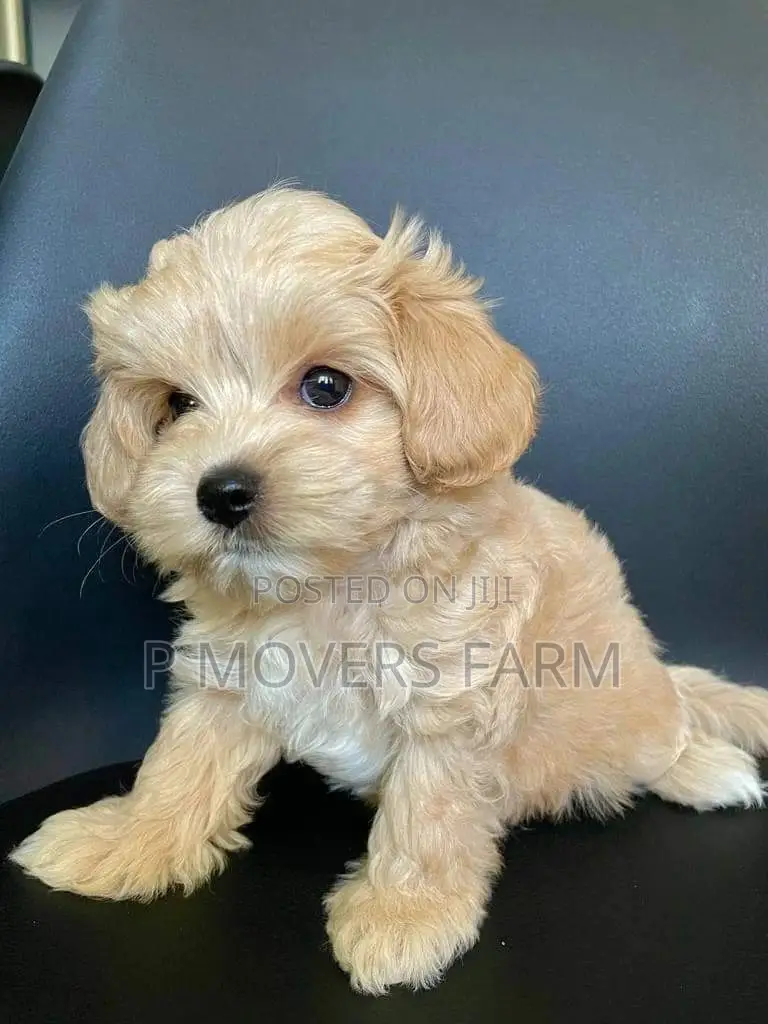1-3 months Male Purebred Poodle