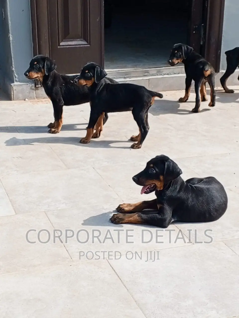 1-3 months Male Purebred Doberman Pinscher