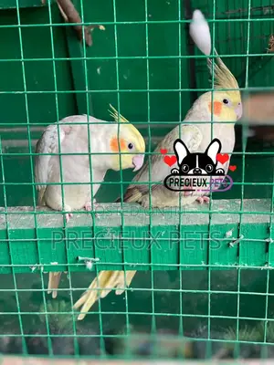 1 Pair of Cockatiel Parakeets