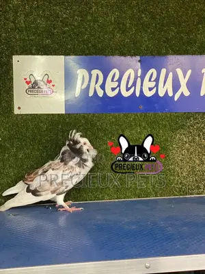 1 Pair of Jacobins Pigeons #0002