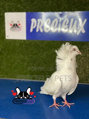 1 Pair of Jacobins Pigeons #0003