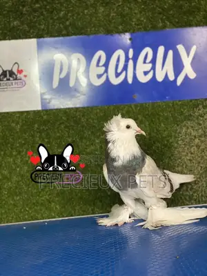 Gaint Hungarian House Pigeons