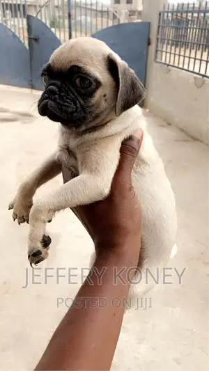 1-3 months Female Purebred Pug