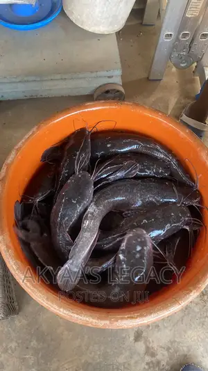 Catfish Price Per Kilo