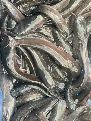 Catfish Price Per Kilo