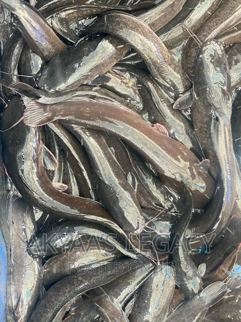 Catfish Price Per Kilo