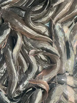 Catfish Price Per Kilo