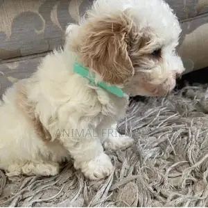 1-3 months Male Purebred Maltese
