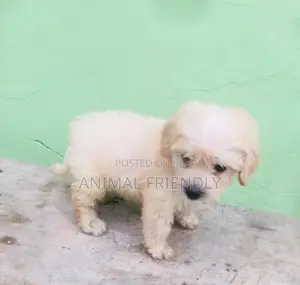 1-3 months Male Purebred Poodle