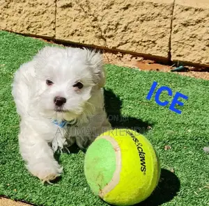 1-3 months Male Purebred Maltese