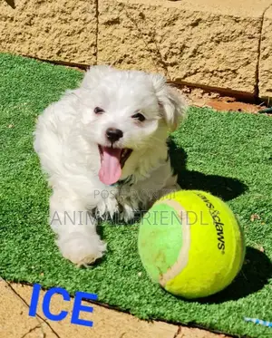 1-3 months Female Purebred Maltese