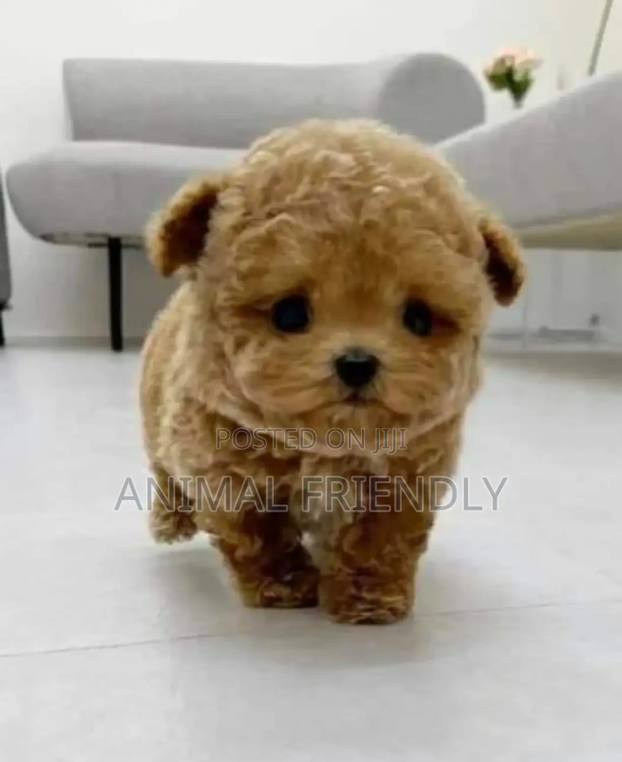 1-3 months Male Purebred Maltese