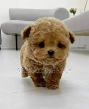1-3 months Male Purebred Maltese