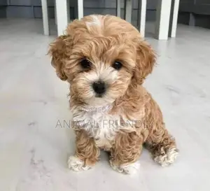 1-3 months Male Purebred Poodle