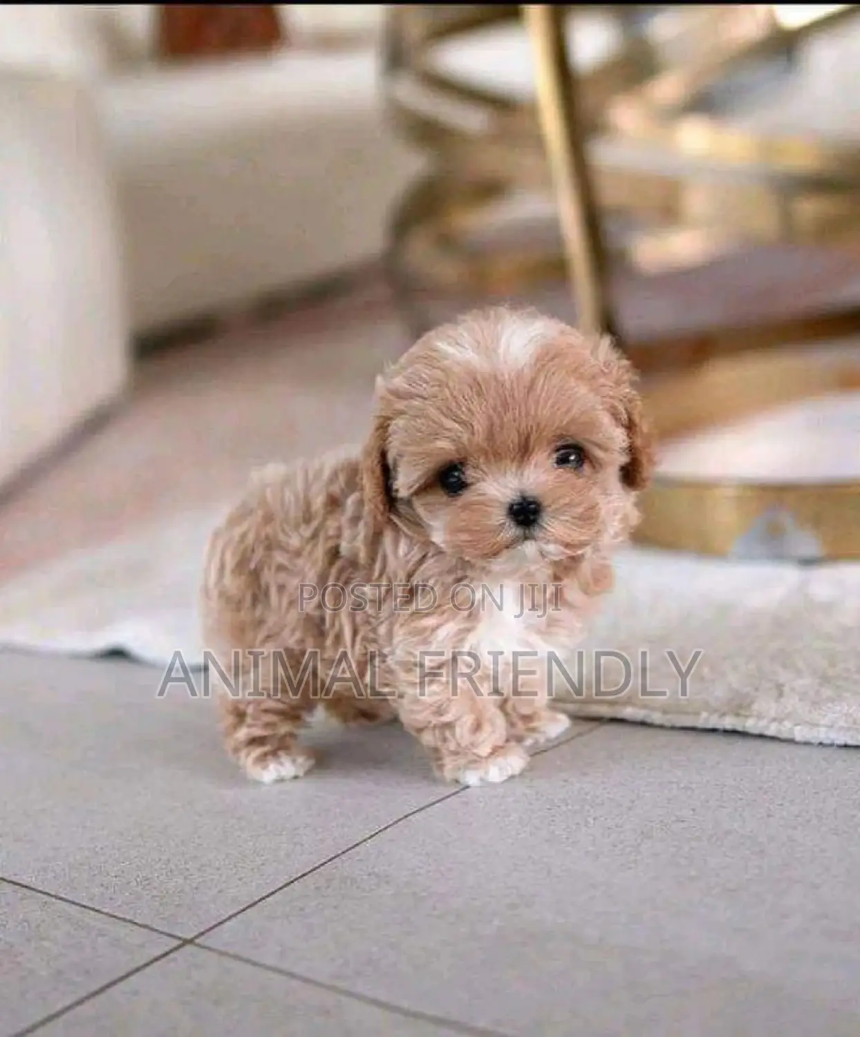 1-3 months Male Purebred Poodle