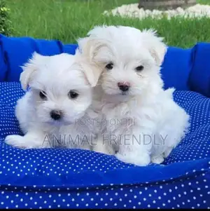 1-3 months Male Purebred Maltese