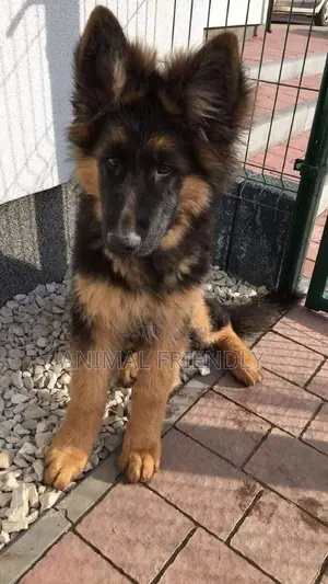 1-3 months Female Purebred German Shepherd