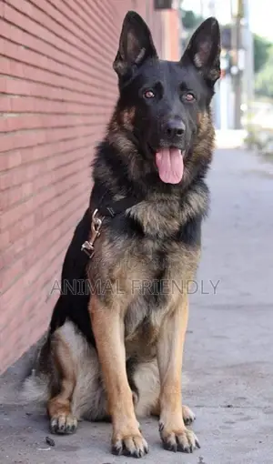 1-3 months Female Purebred German Shepherd