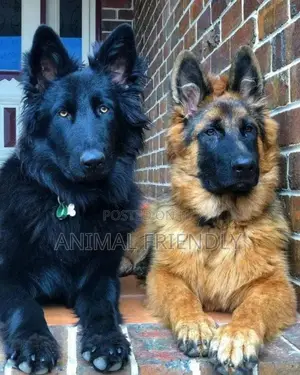 1-3 months Male Purebred German Shepherd