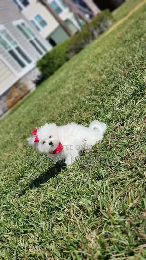 1-3 months Male Purebred Maltese