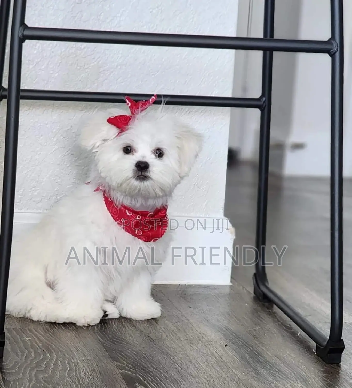 1-3 months Male Purebred Maltese