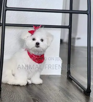 1-3 months Male Purebred Maltese