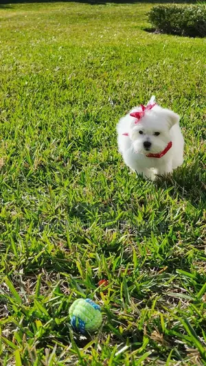 1-3 months Female Purebred Maltese