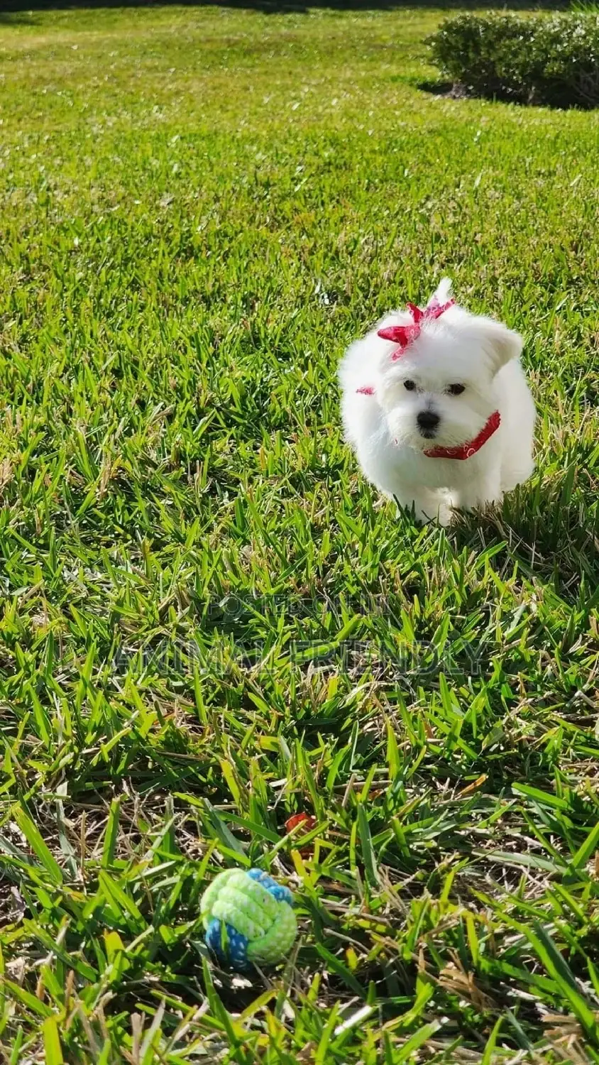 1-3 months Female Purebred Maltese