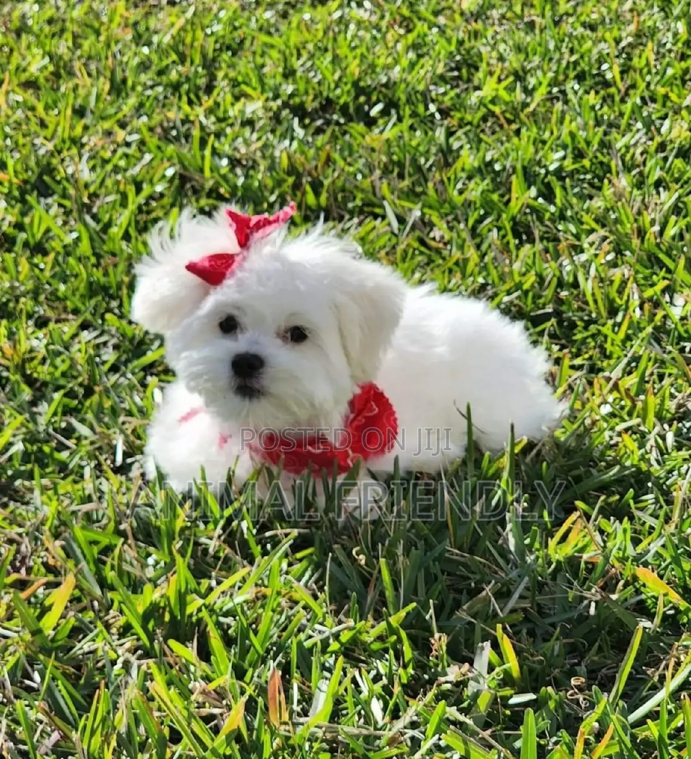 1-3 months Male Purebred Poodle