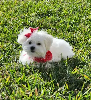 1-3 months Male Purebred Poodle