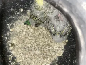 Budgies(Male and Female) (Young and Adult )