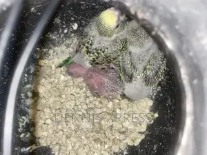 Budgies(Male and Female) (Young and Adult )